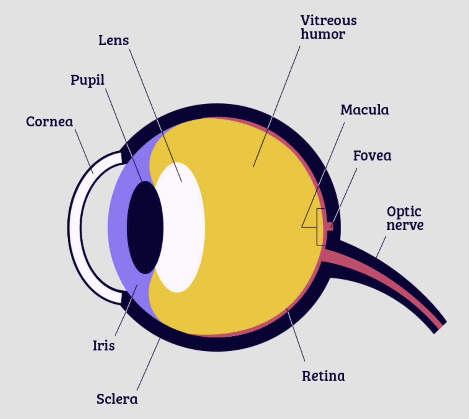Labeled side-view diagram of the human eye showing the cornea, lens, vitreous humor, retina, macula, and optic nerve
